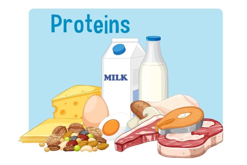 단백질 식품 일러스트