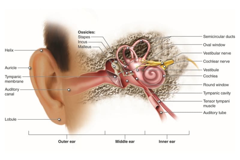 귀 내부 구조