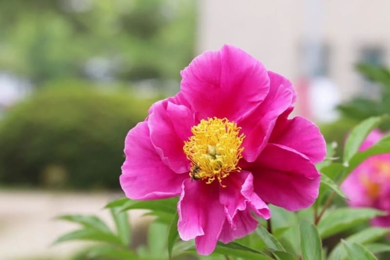 진분홍색 작약 꽃